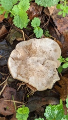 Clitocybe phyllophila
