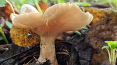 Clitocybe phyllophila