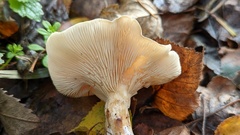 Clitocybe phyllophila