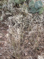 Eragrostis lehmanniana