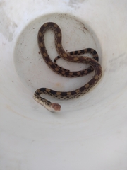 Pituophis deppei