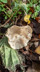 Clitocybe phyllophila