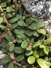 Euphorbia maculata