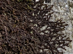 Frullania tamarisci