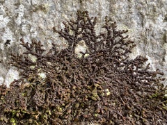 Frullania tamarisci