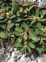Euphorbia maculata