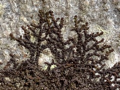 Frullania tamarisci