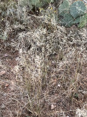 Eragrostis lehmanniana