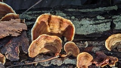 Stereum subtomentosum