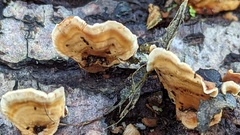 Stereum subtomentosum