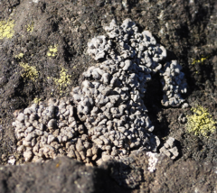 Dermatocarpon miniatum