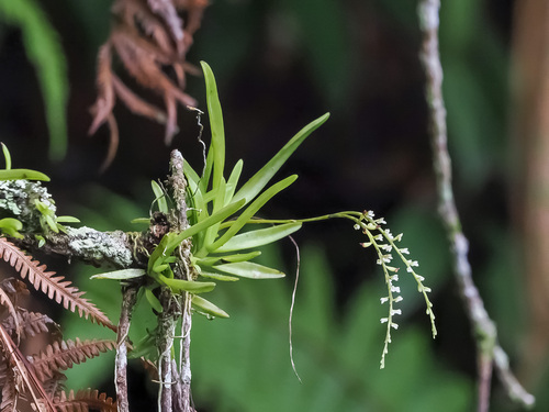 Schoenorchis gemmata, photograph 5