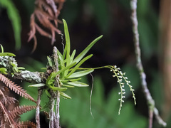 Schoenorchis gemmata