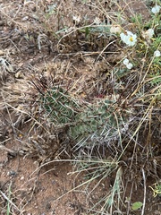 Echinocereus engelmannii fasciculatus