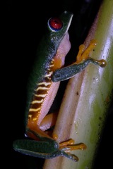 Agalychnis callidryas