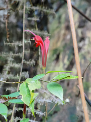 Aeschynanthus