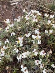 Zinnia acerosa