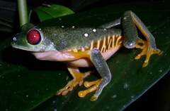 Agalychnis callidryas