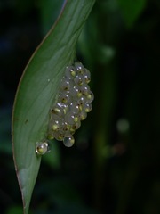 Agalychnis callidryas