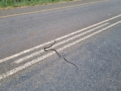 Dendroaspis polylepis