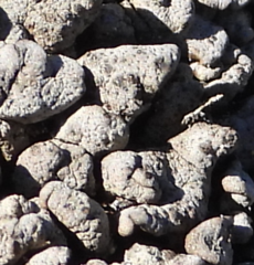 Dermatocarpon miniatum