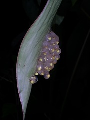 Agalychnis callidryas