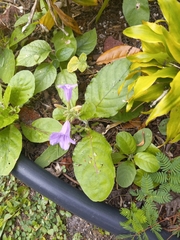 Ruellia ciliatiflora