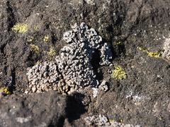 Dermatocarpon miniatum