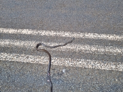 Dendroaspis polylepis