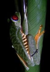 Agalychnis callidryas
