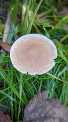 Psathyrella
