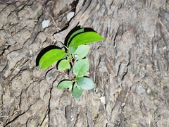 Ficus microcarpa