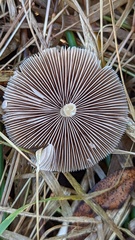 Psathyrella