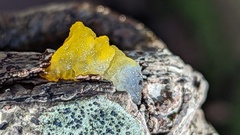 Tremella mesenterica