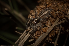 Sandalodes bipenicillatus