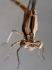 Argia elongata