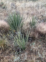 Yucca baccata brevifolia