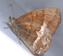 Cyllopsis philodice