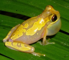 Dendropsophus ebraccatus
