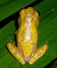 Dendropsophus ebraccatus