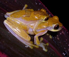 Dendropsophus ebraccatus