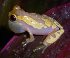 Dendropsophus ebraccatus