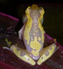 Dendropsophus ebraccatus
