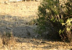 Nothoprocta perdicaria