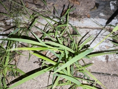 Eragrostis amabilis