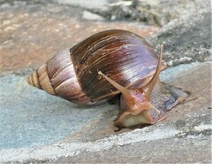 Lissachatina immaculata