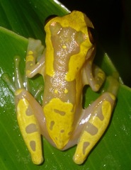 Dendropsophus ebraccatus