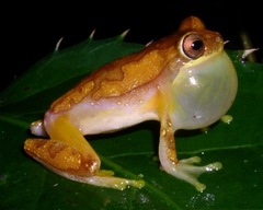 Dendropsophus ebraccatus