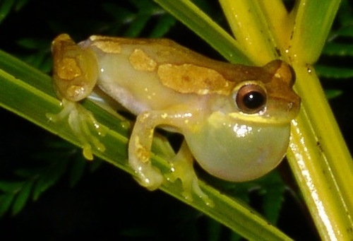 Harlequin Treefrog