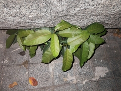 Ficus virens